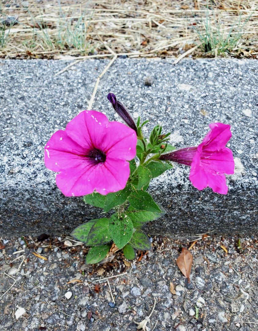 A la (re)découverte de la flore de garrigue et des végétaux de nos ville