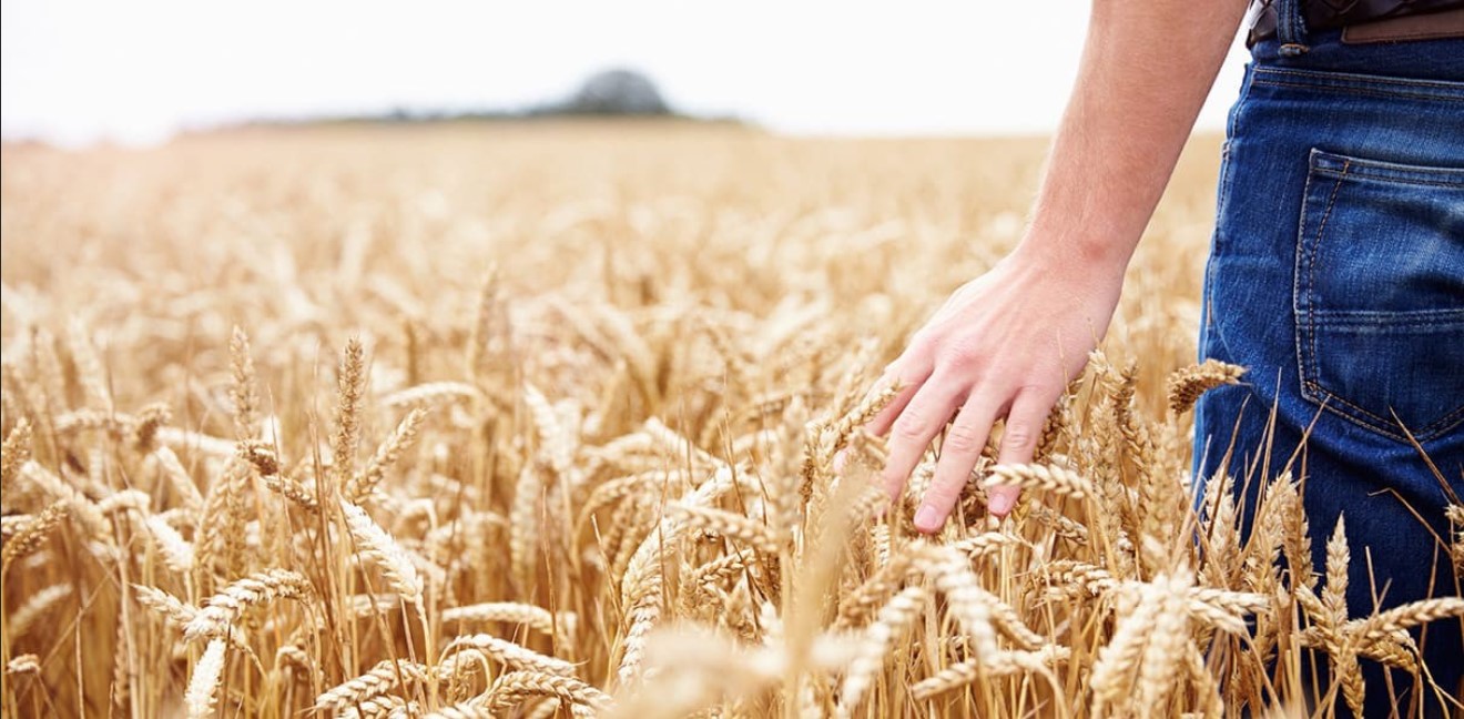 Les jeudis du 3C : Résilience et autonomie alimentaire : un enjeu vital